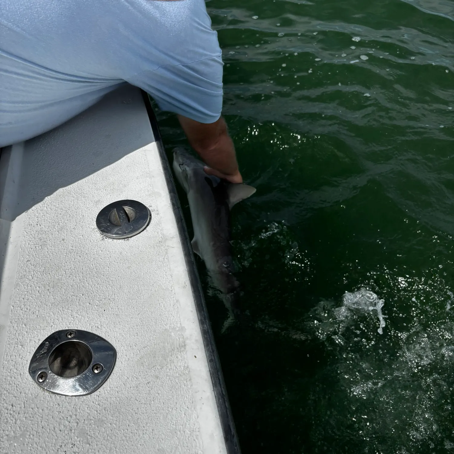 The most recent Caribbean reef shark catches on Fishbrain