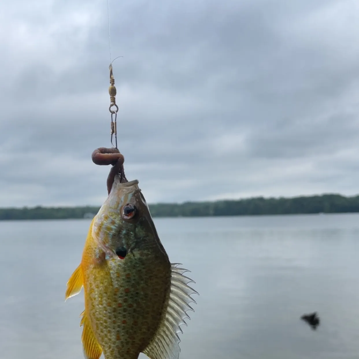 The most recent Orangespotted sunfish catches on Fishbrain