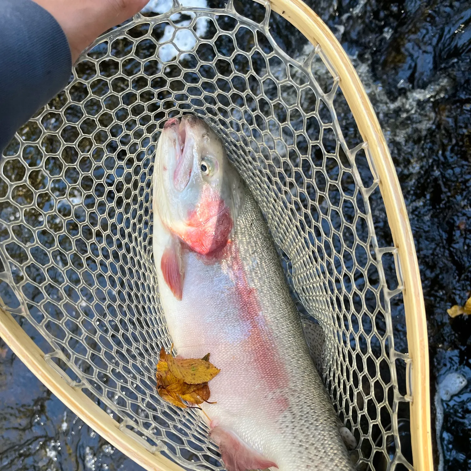Rainbow trout caught on Fishbrain