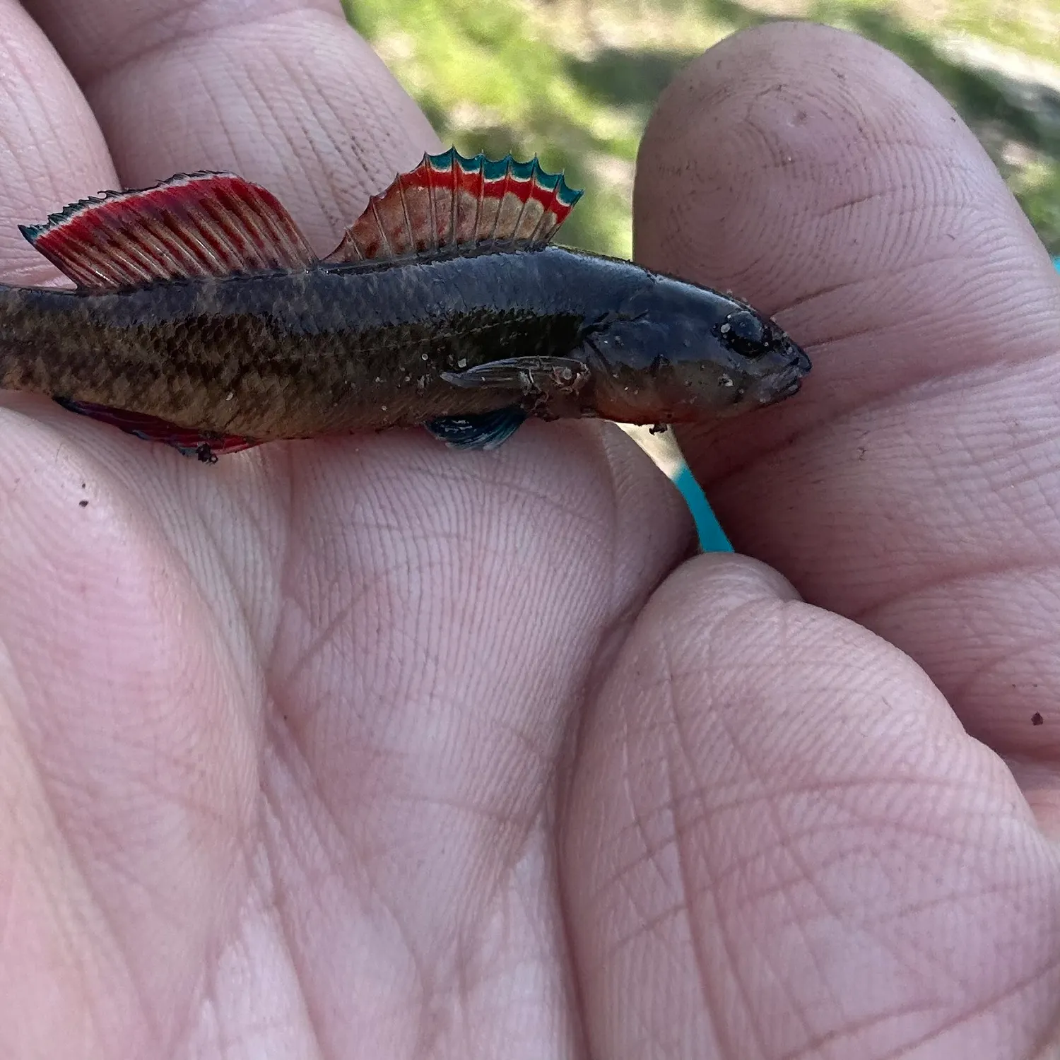 The most recent Orangebelly darter catches on Fishbrain