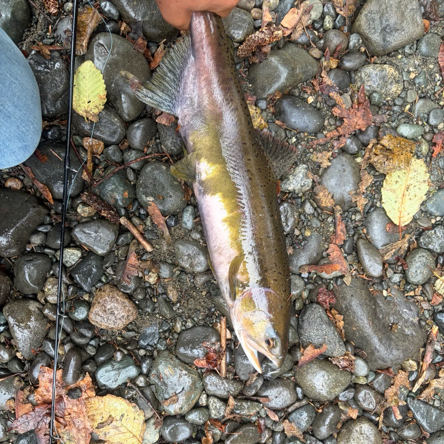 Cutthroat trout caught on Fishbrain
