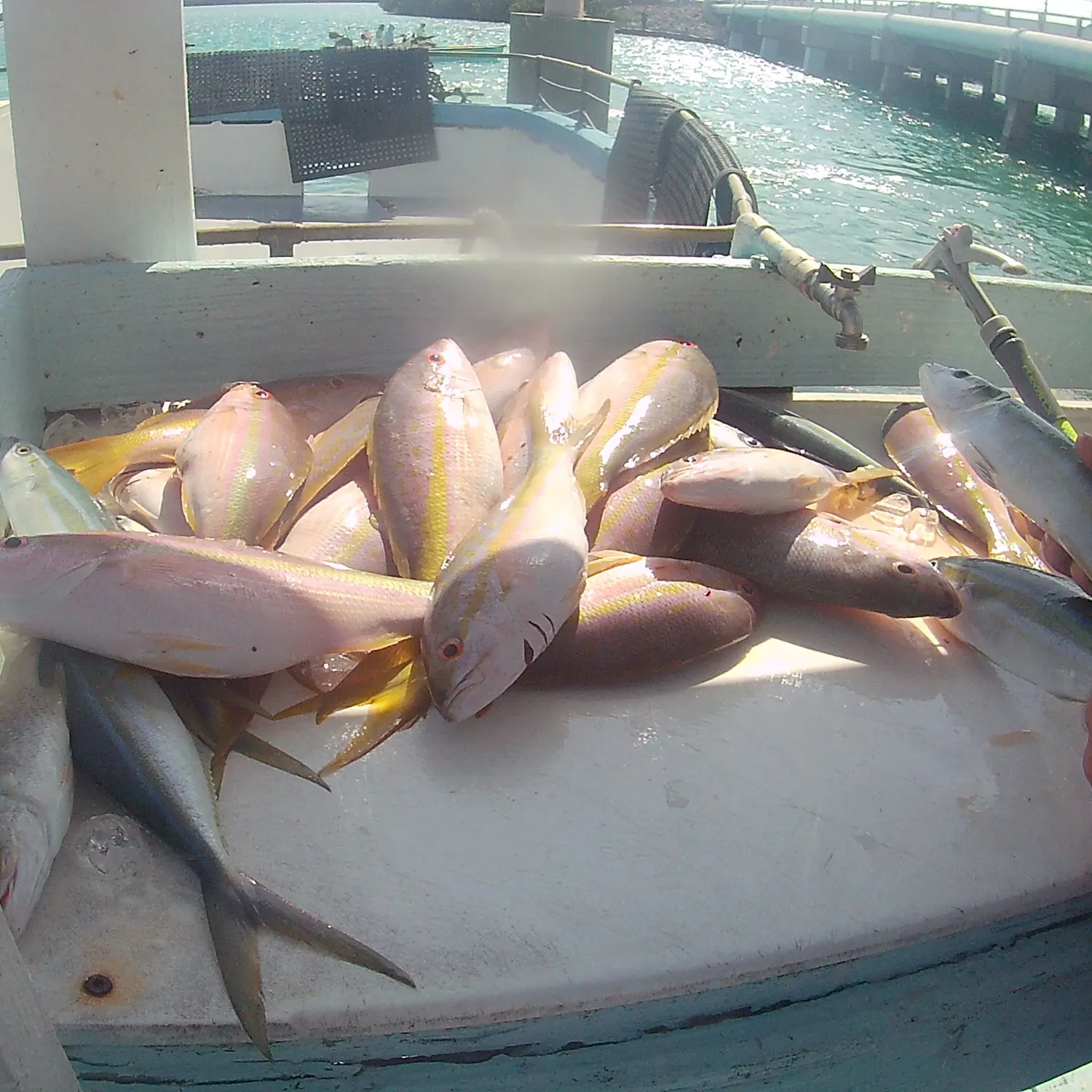 The most recent Rainbow runner catches on Fishbrain