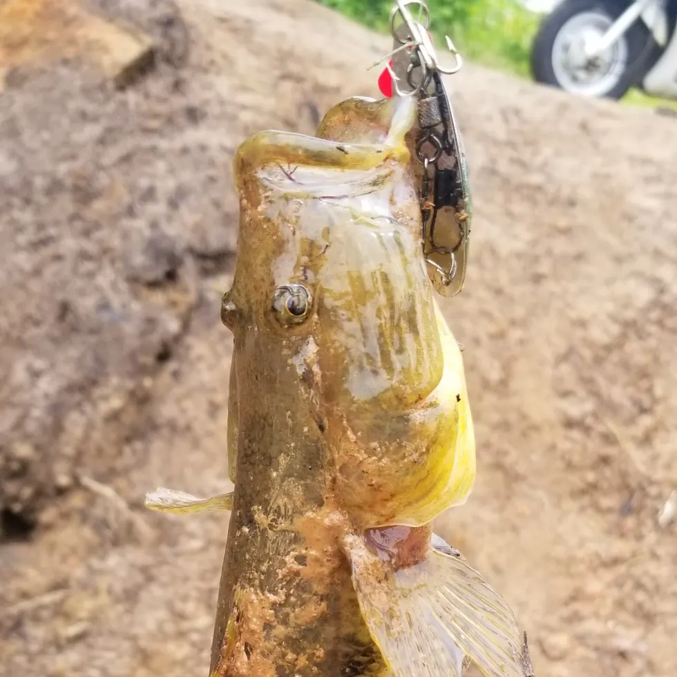 Fishing in India ️️️️ Explore the best fishing spots and areas