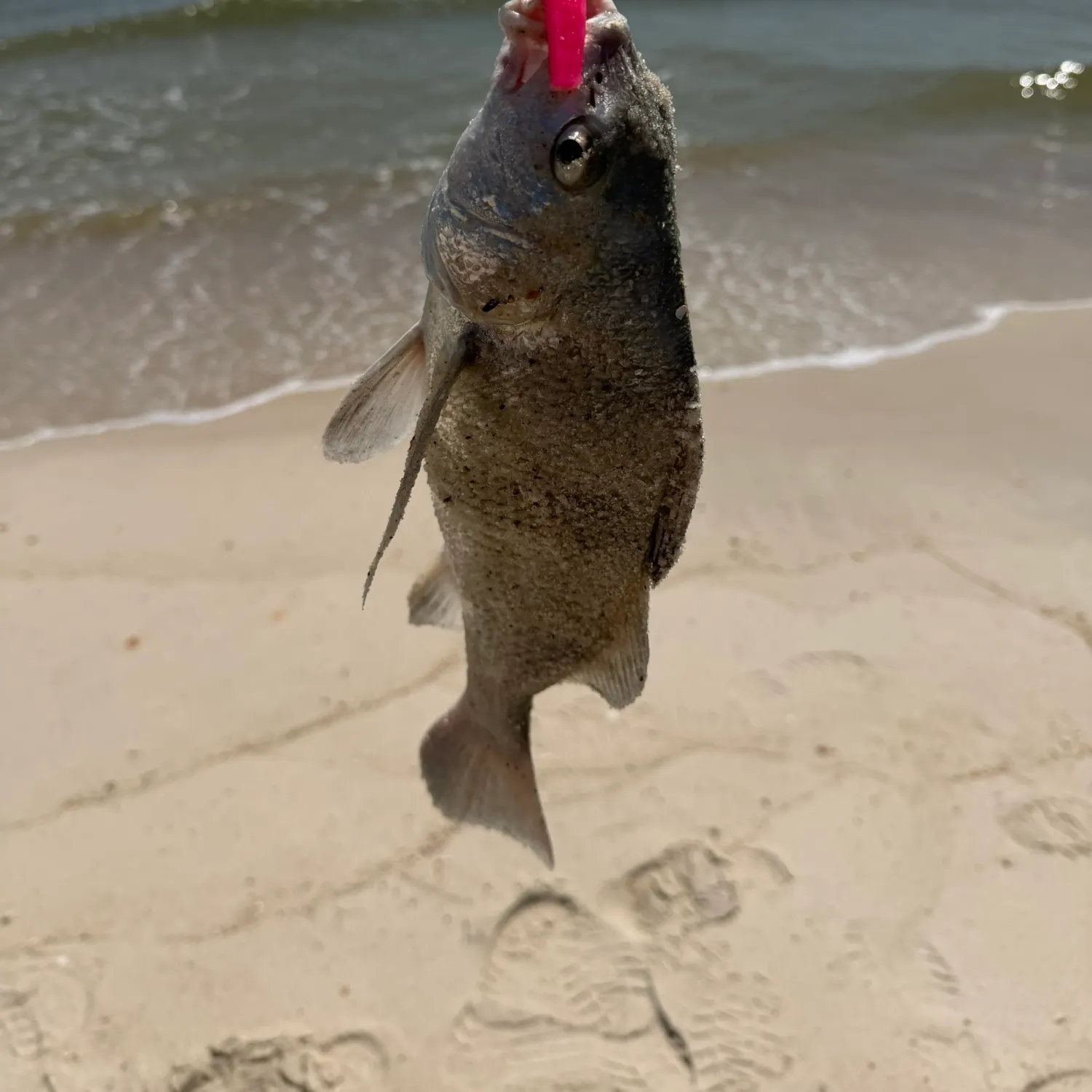 Black drum caught on Fishbrain