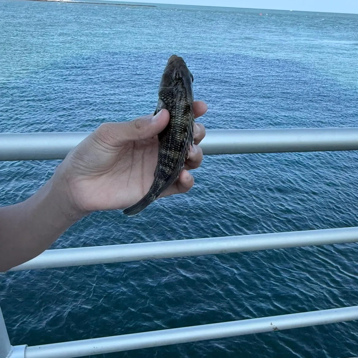 The most recent Skilletfish catches on Fishbrain