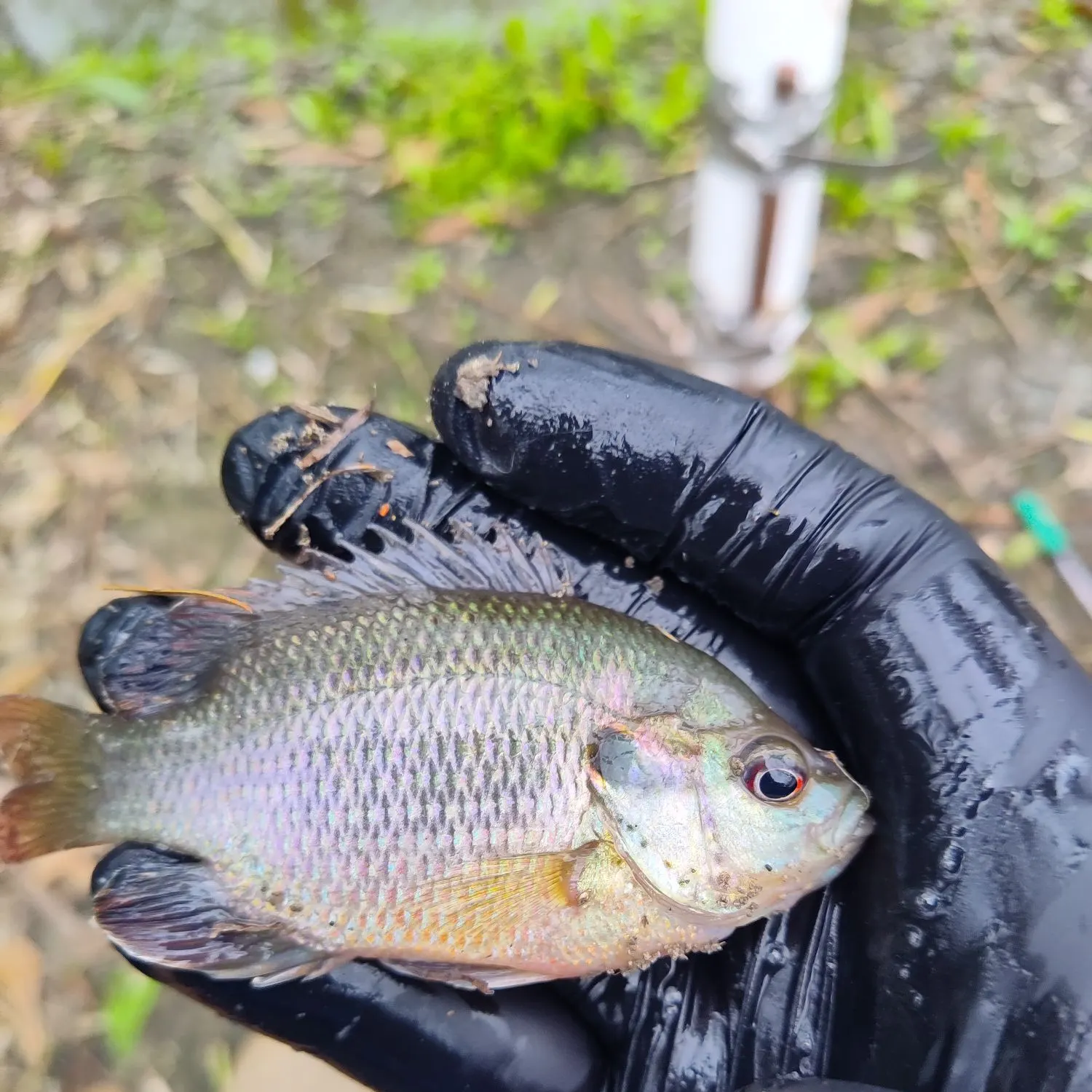 The most recent Redspotted sunfish catches on Fishbrain