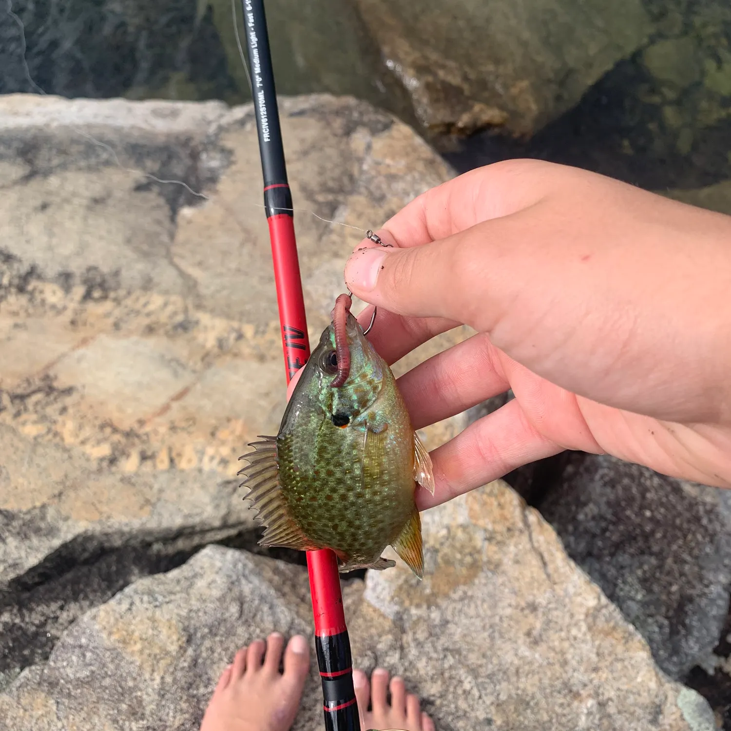 recently logged catches