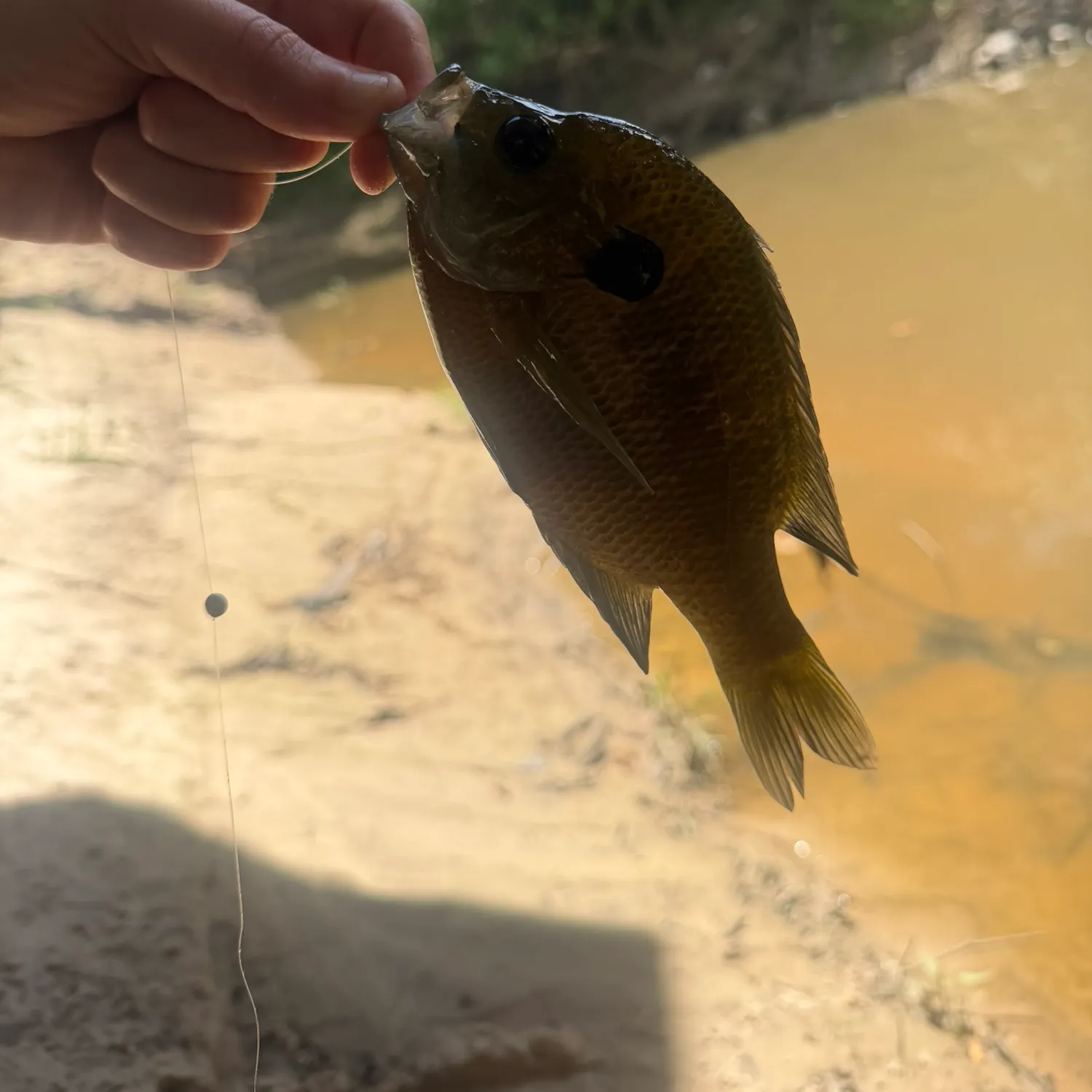 Bluegill caught on Fishbrain