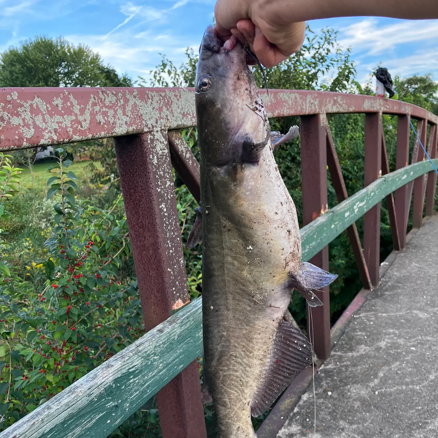 Channel catfish caught on Fishbrain