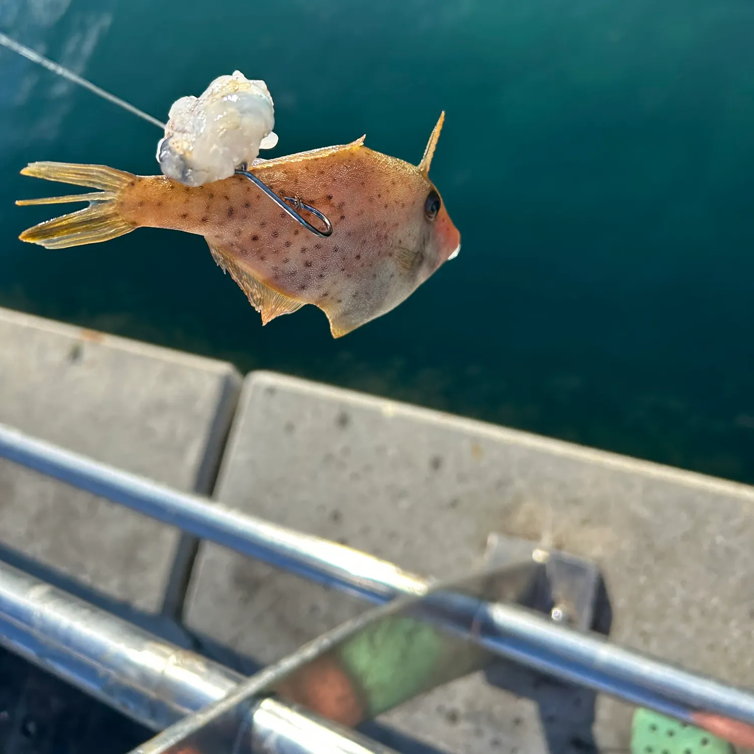 The most recent Chinaman-leatherjacket catches on Fishbrain