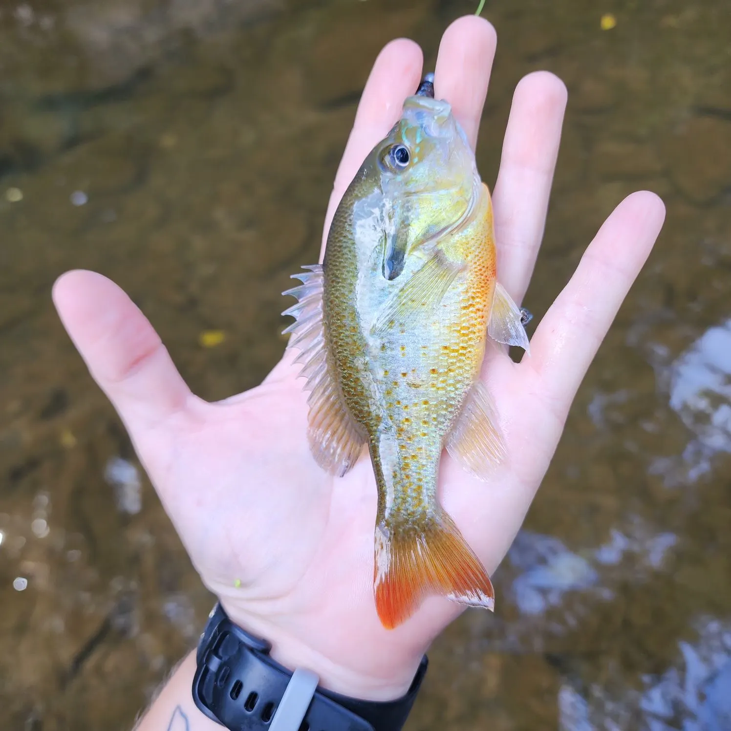Redbreast sunfish caught on Fishbrain