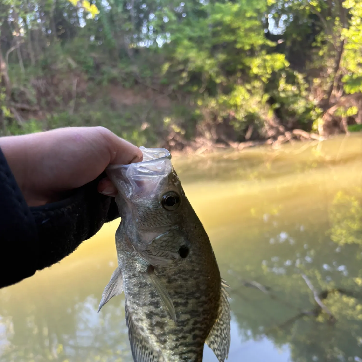 The most recent White crappie catches on Fishbrain