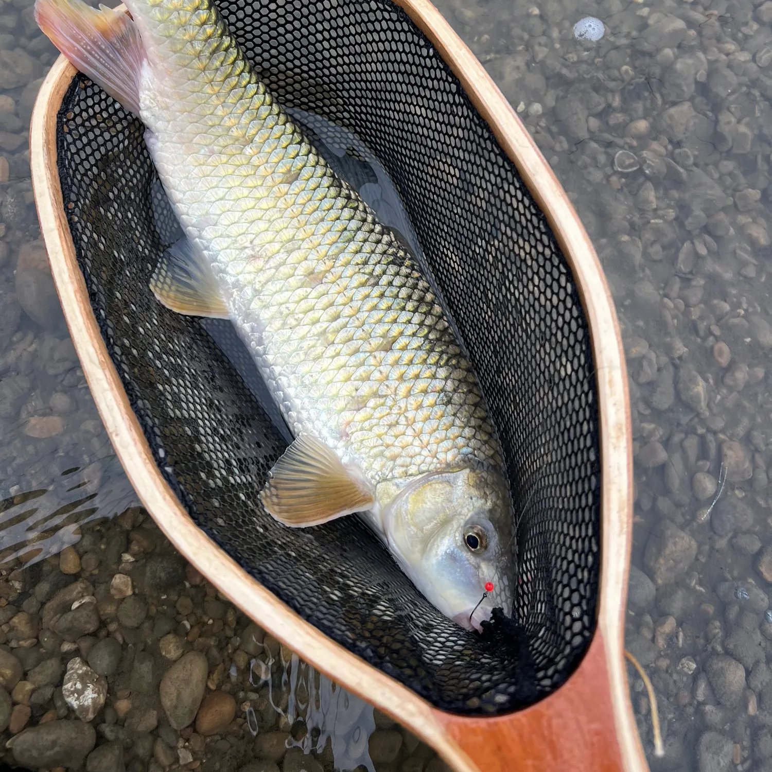 The most recent Shorthead redhorse catches on Fishbrain