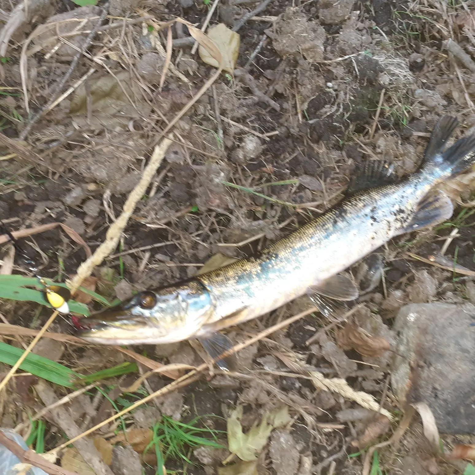 Northern pike caught on Fishbrain
