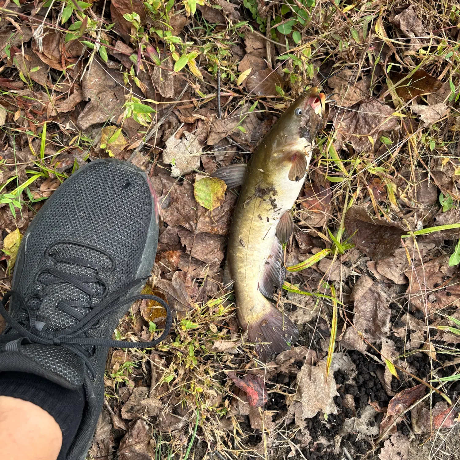 Black bullhead caught on Fishbrain
