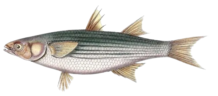 Golden grey mullet