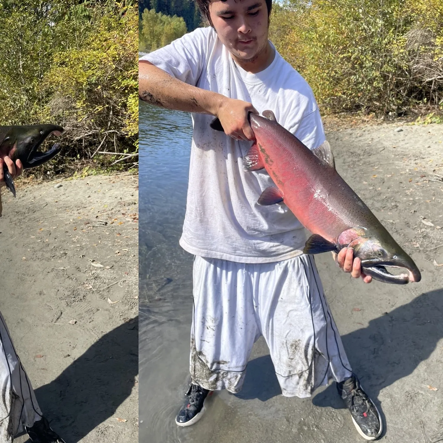 Coho salmon caught on Fishbrain