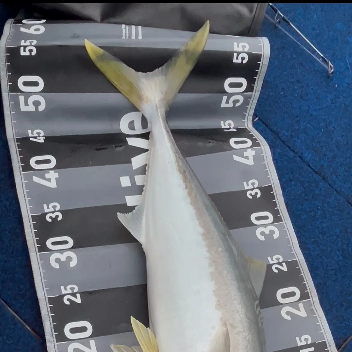 The most recent Southern yellowtail amberjack catches on Fishbrain
