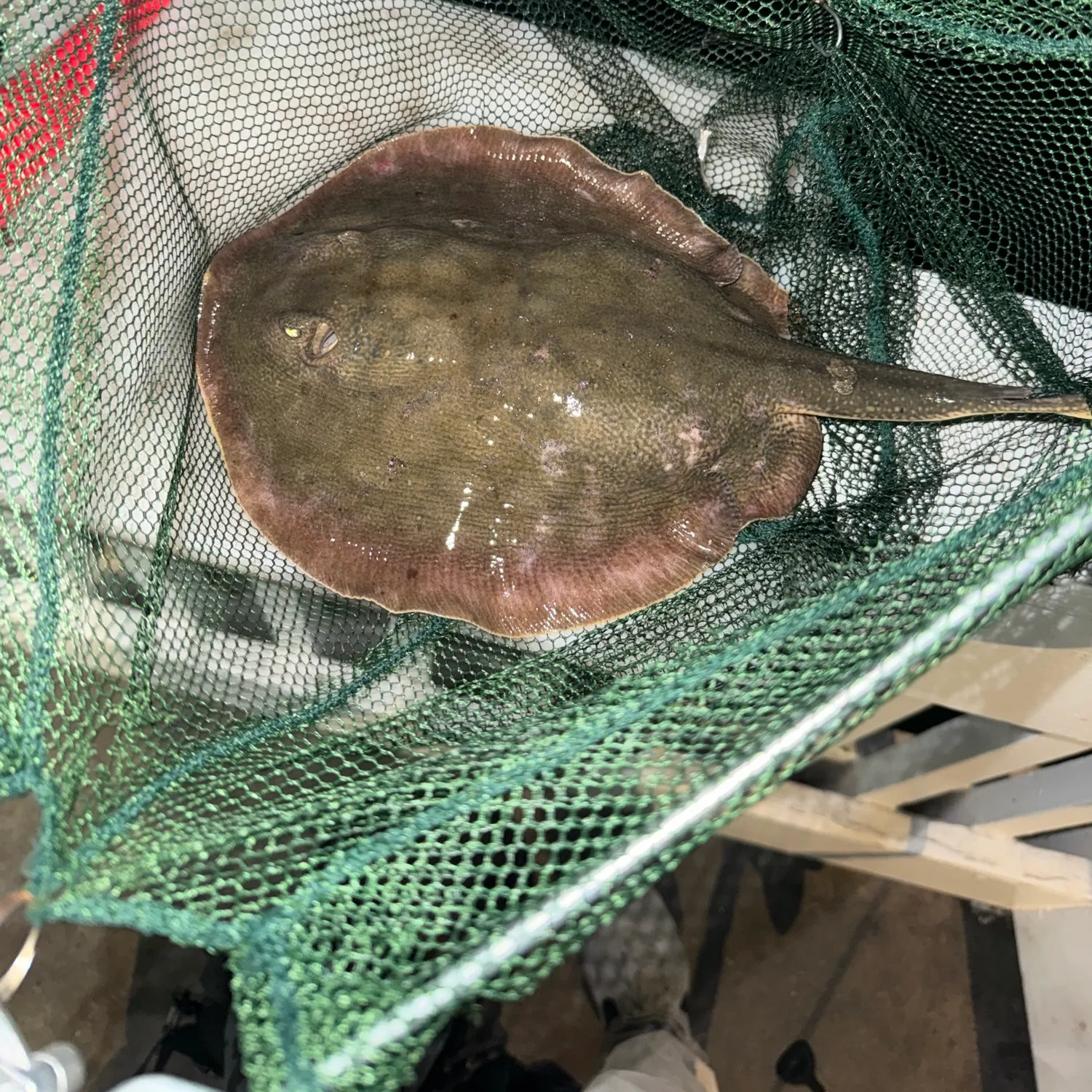 The most recent Haller's round ray catches on Fishbrain