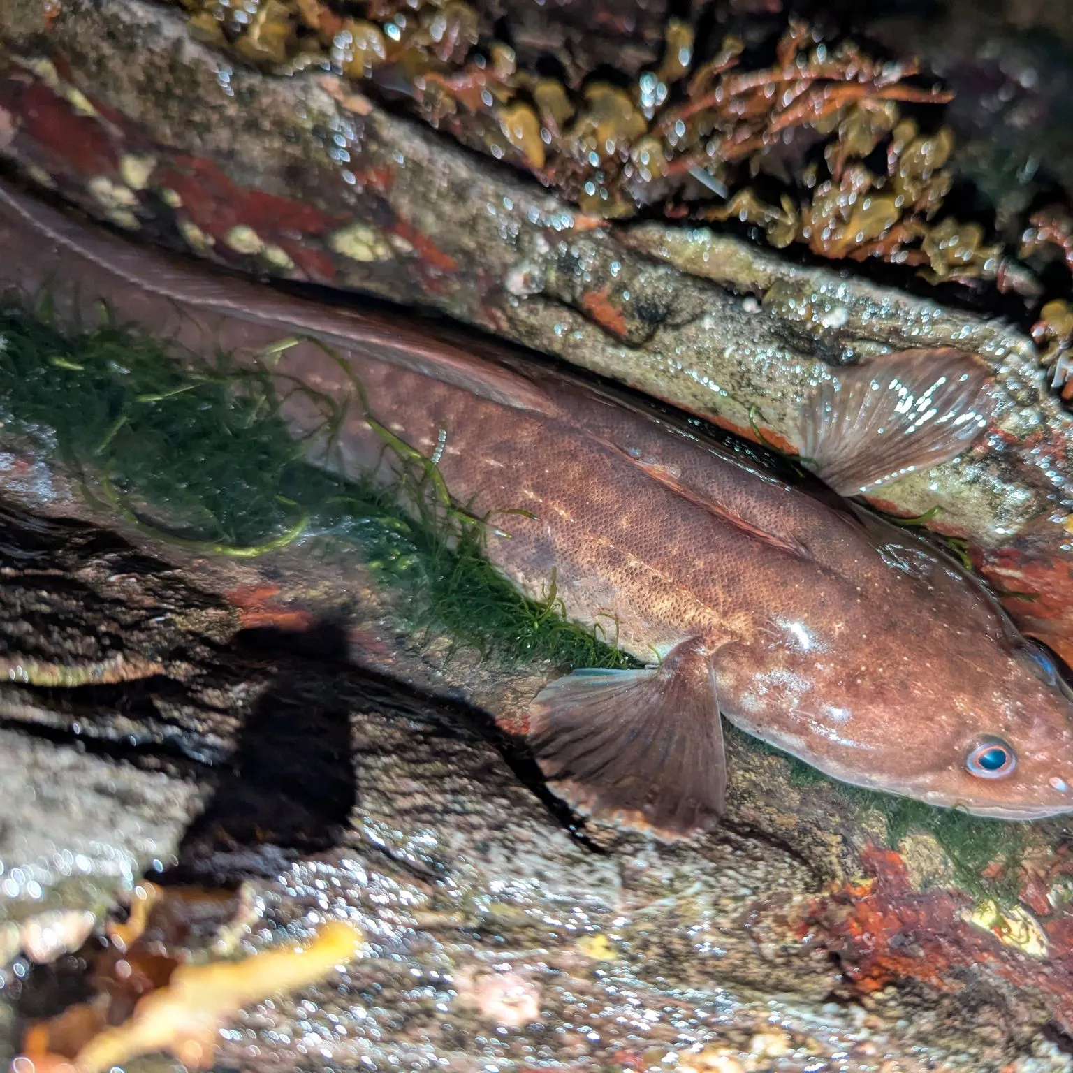 The most recent Three-bearded rockling catches on Fishbrain