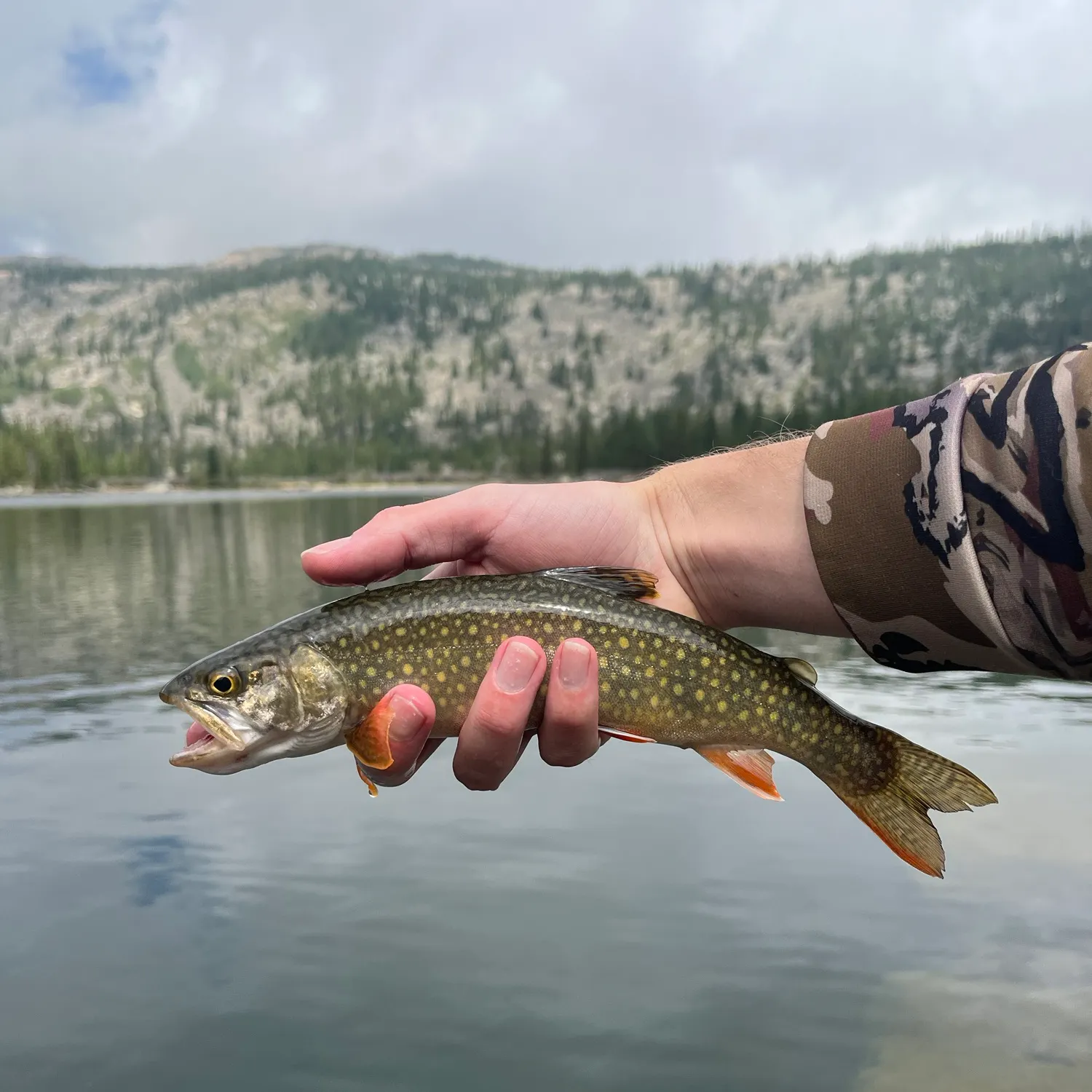 The most recent Splake catches on Fishbrain