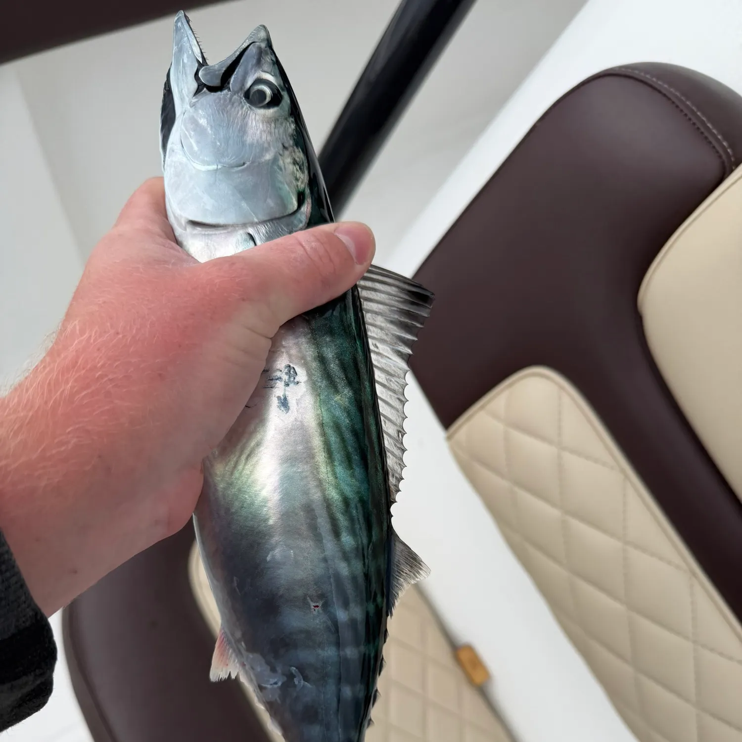 The most recent Pacific bonito catches on Fishbrain