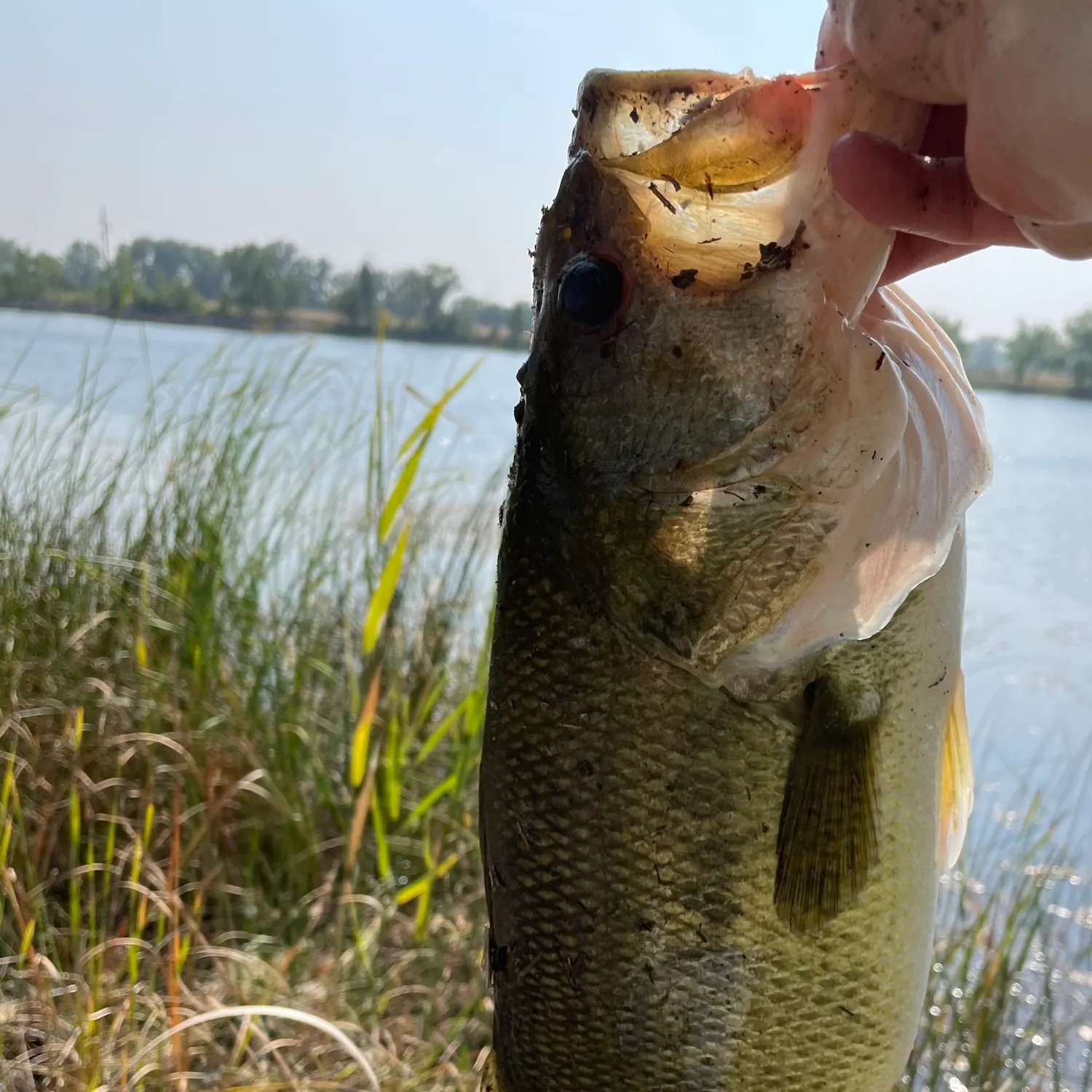 angler catch