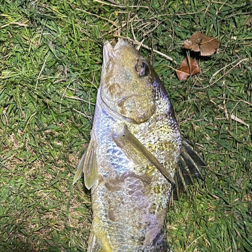 The most recent Javelin grunter catches on Fishbrain