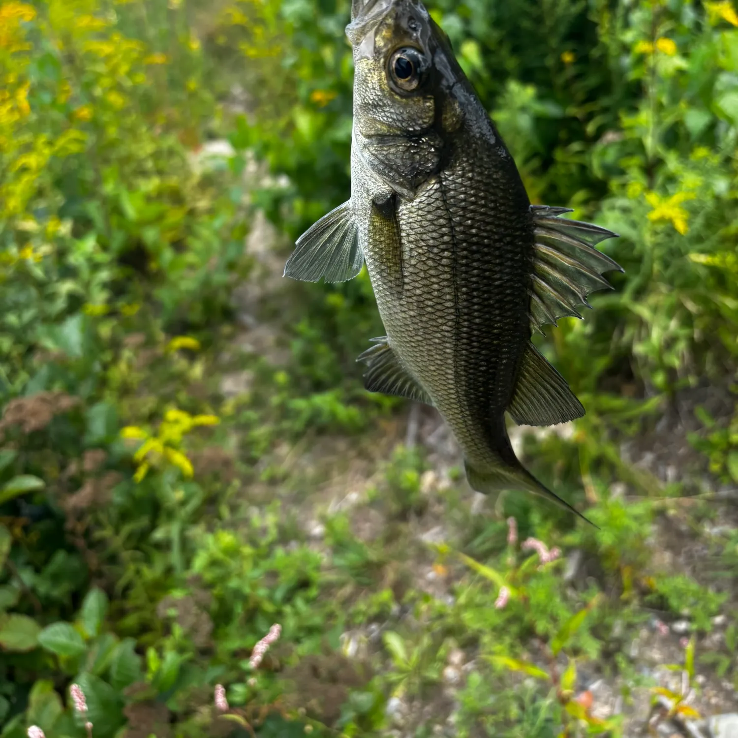 White perch caught on Fishbrain