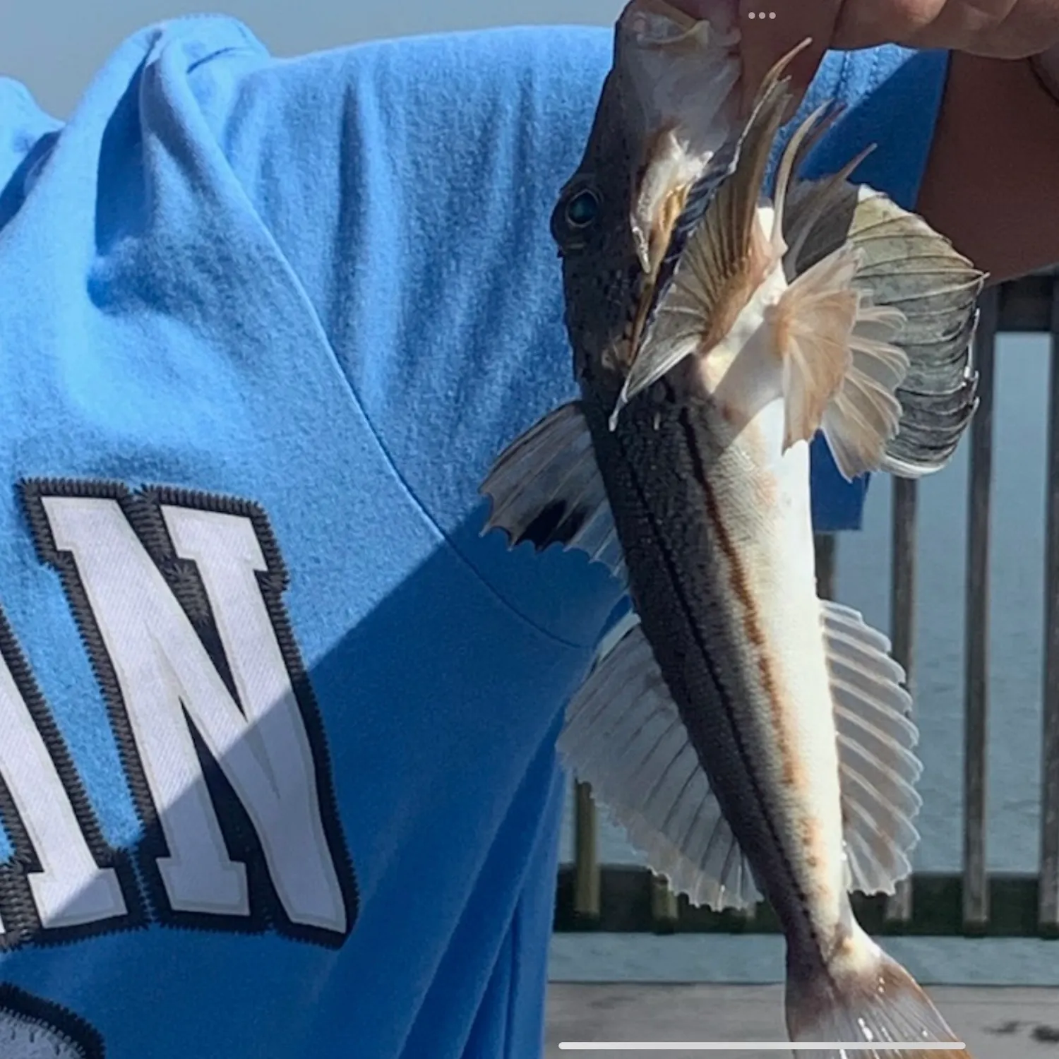 The most recent Yellow-wing flyingfish catches on Fishbrain