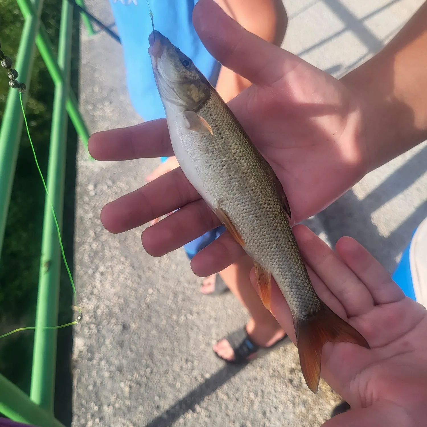 Common barbel caught on Fishbrain
