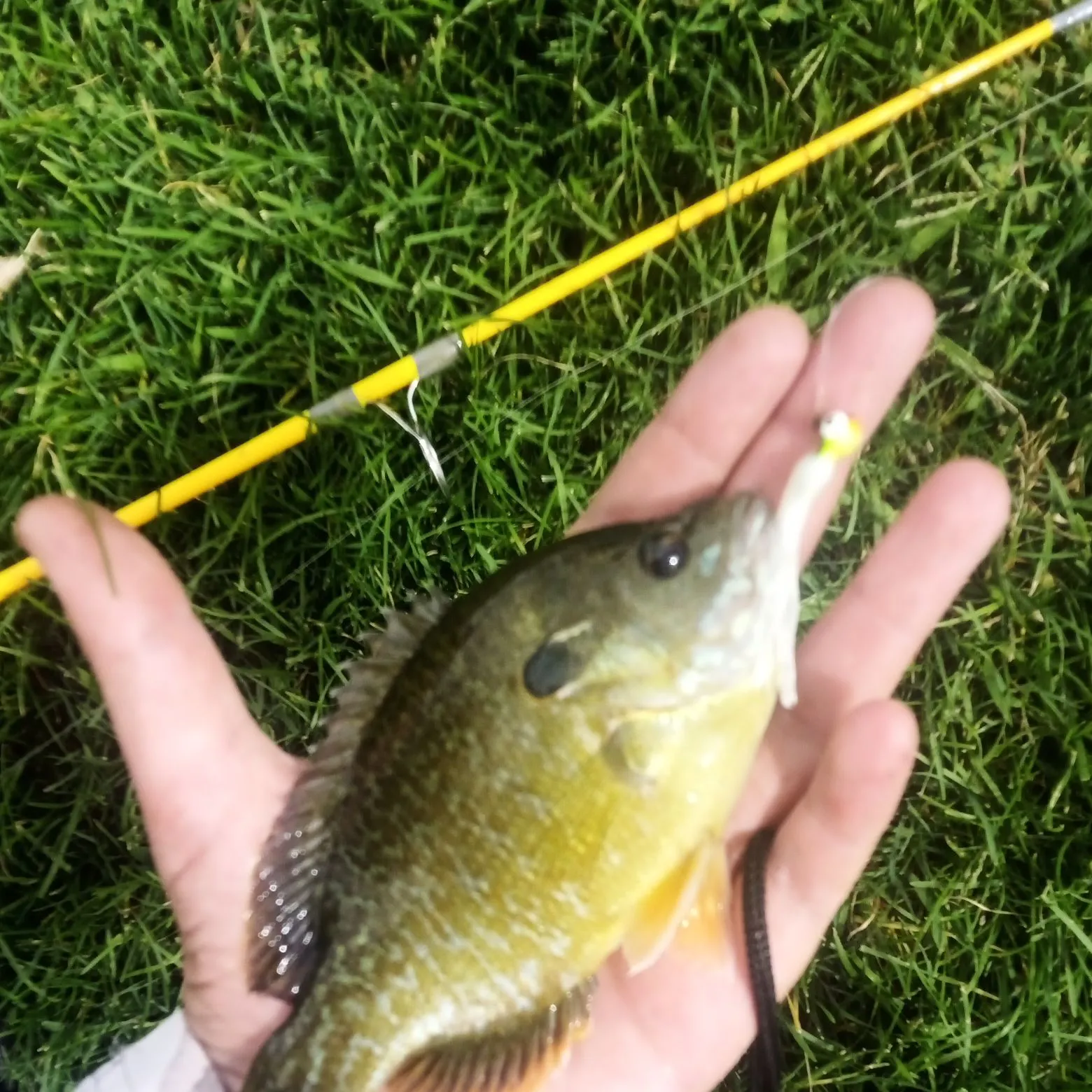 Greengill hybrid caught on Fishbrain