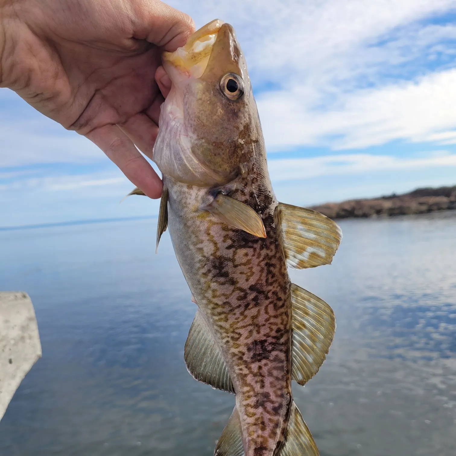 The most recent Pacific cod catches on Fishbrain