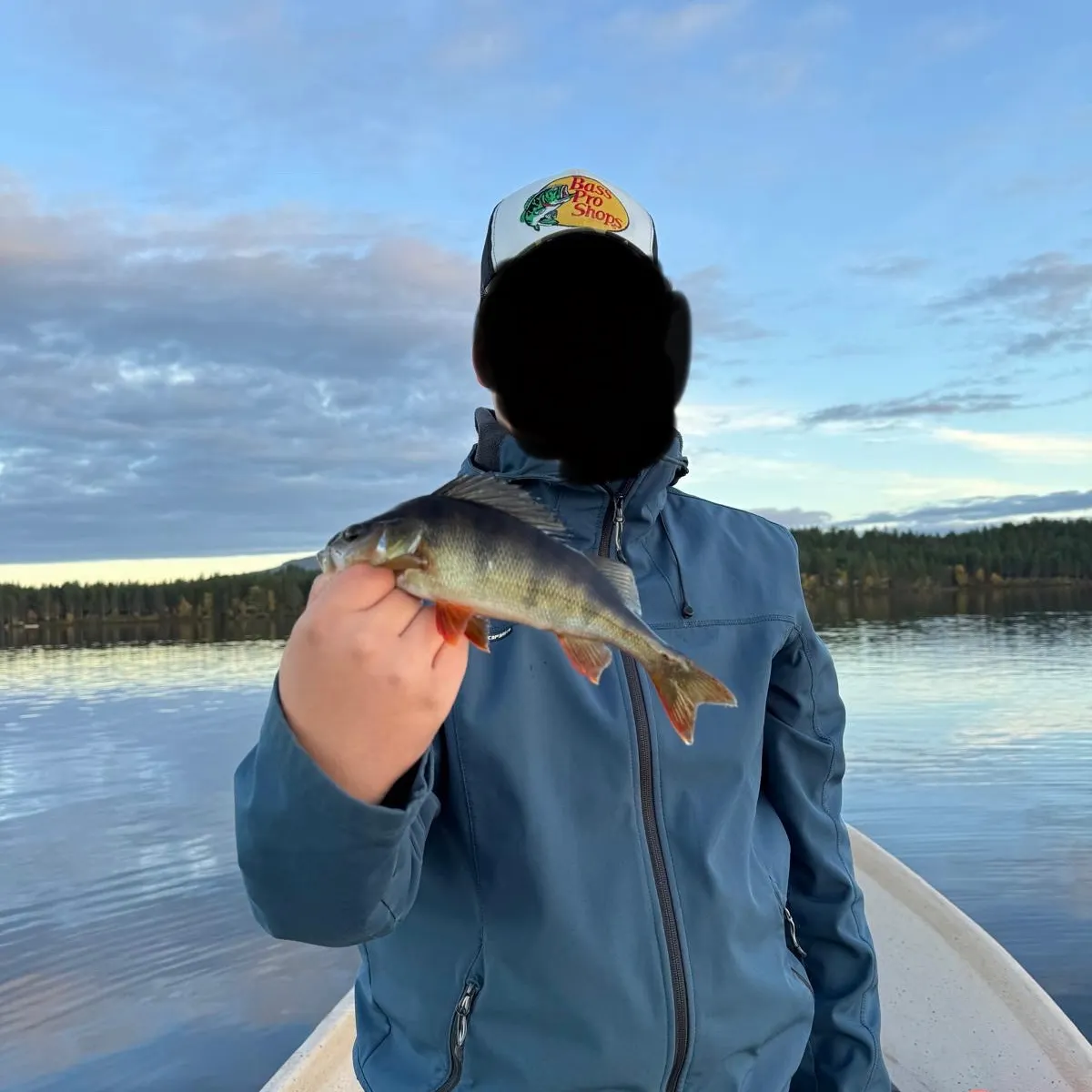 European perch caught on Fishbrain