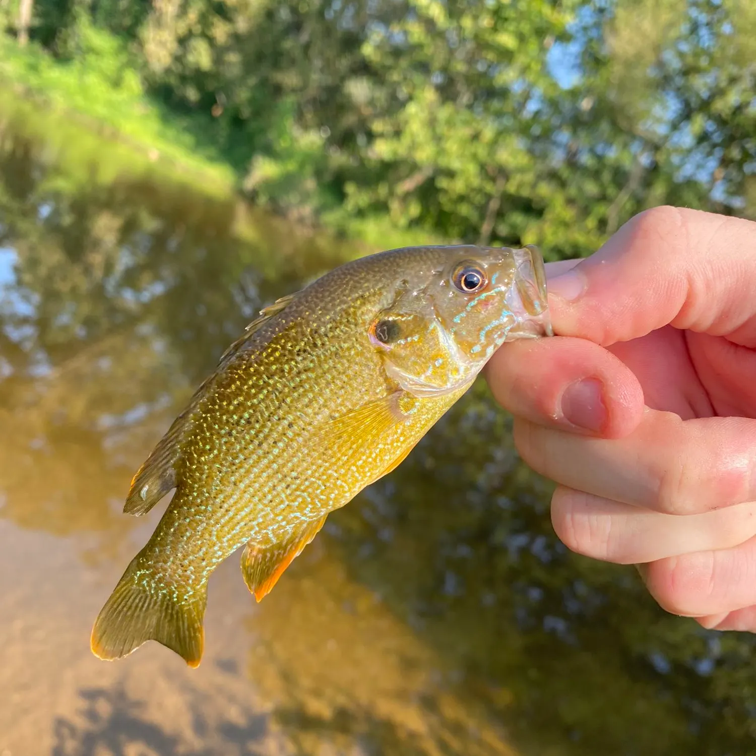 angler catch