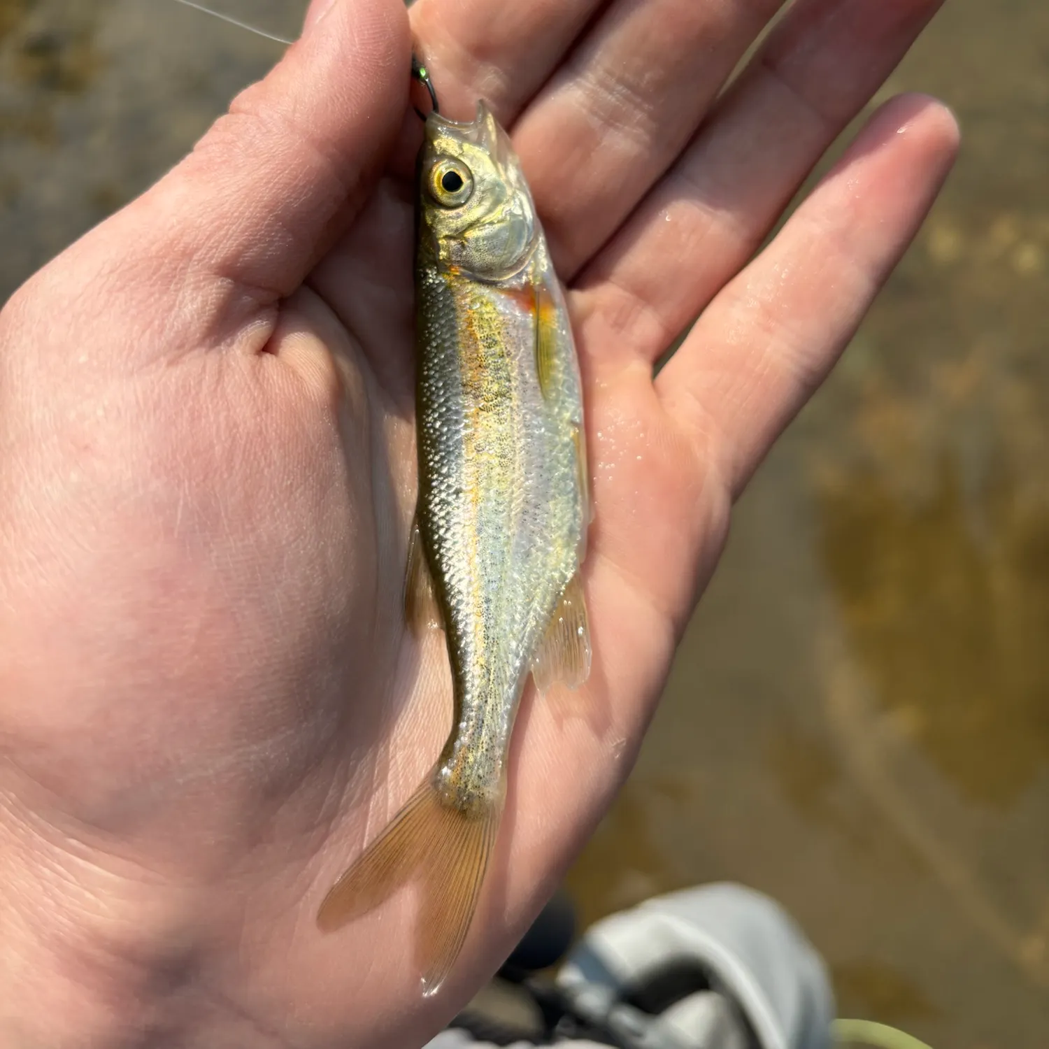 The most recent Redside shiner catches on Fishbrain