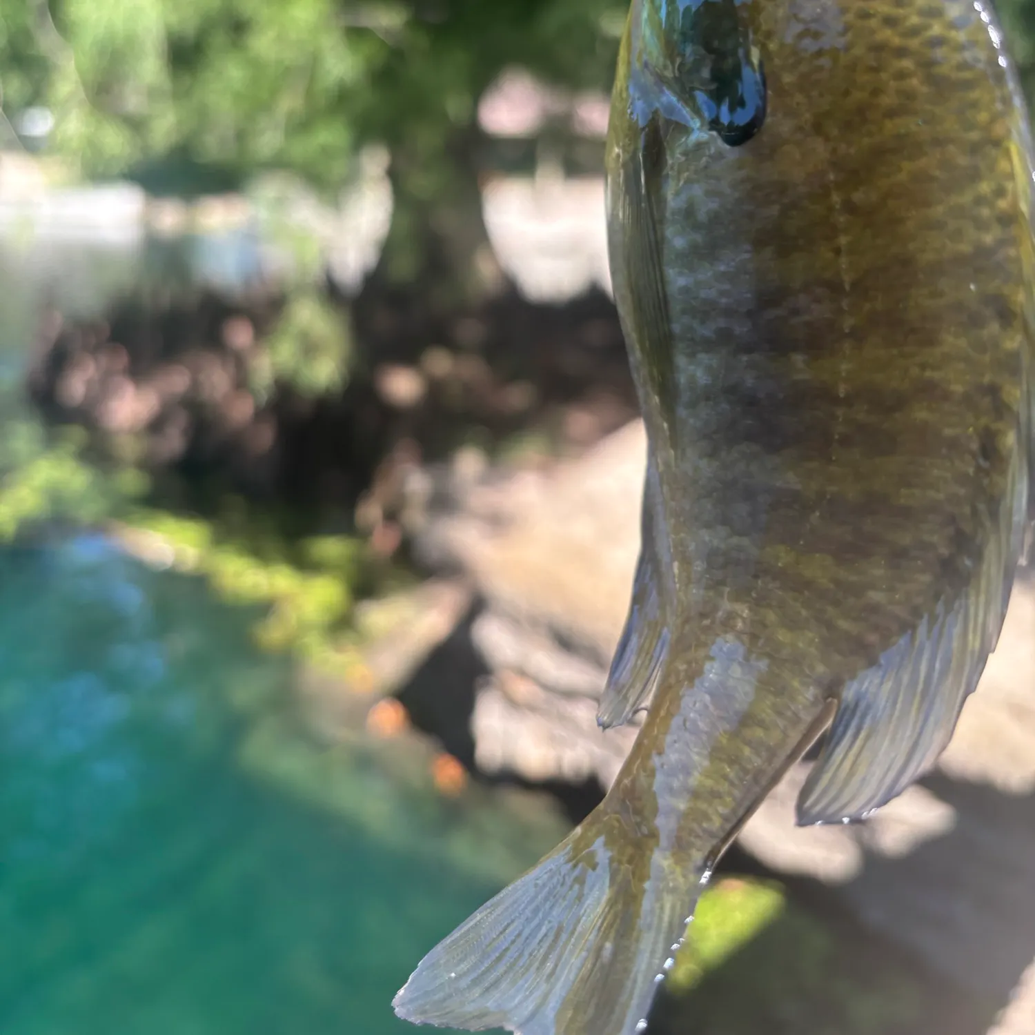 Bluegill caught on Fishbrain
