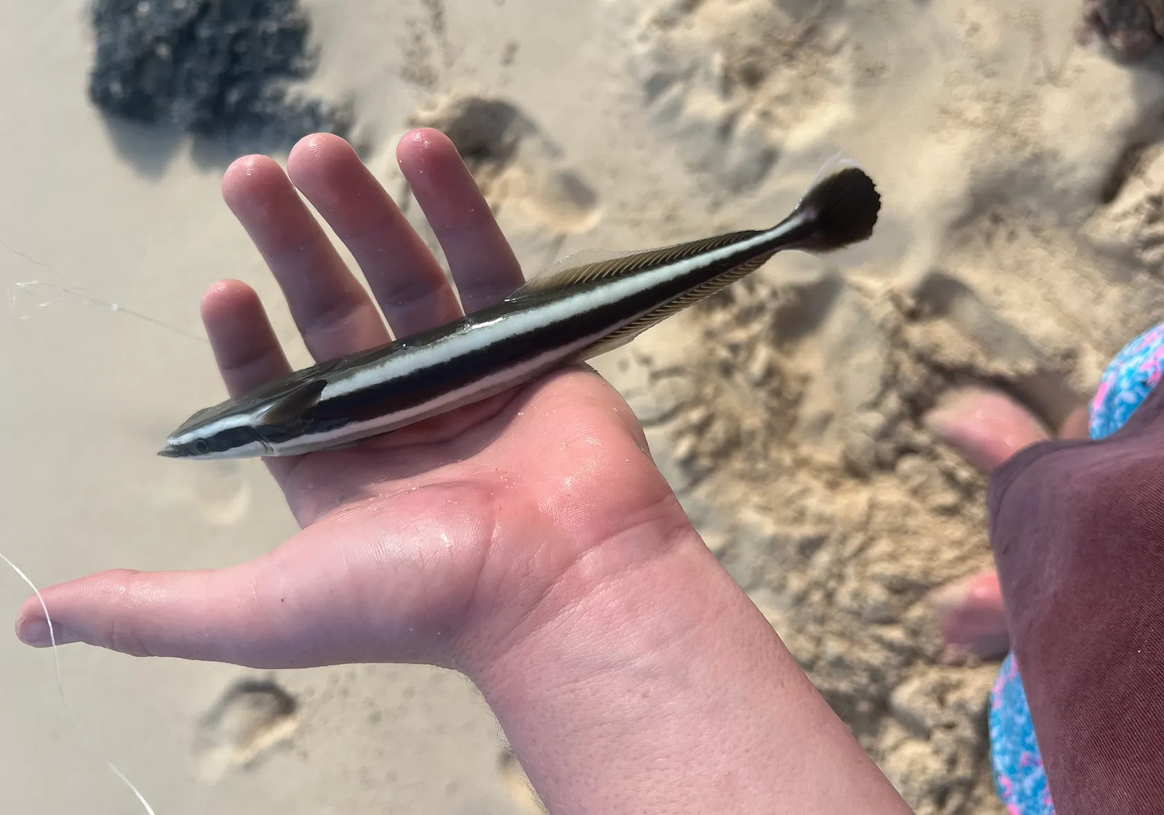 Common remora