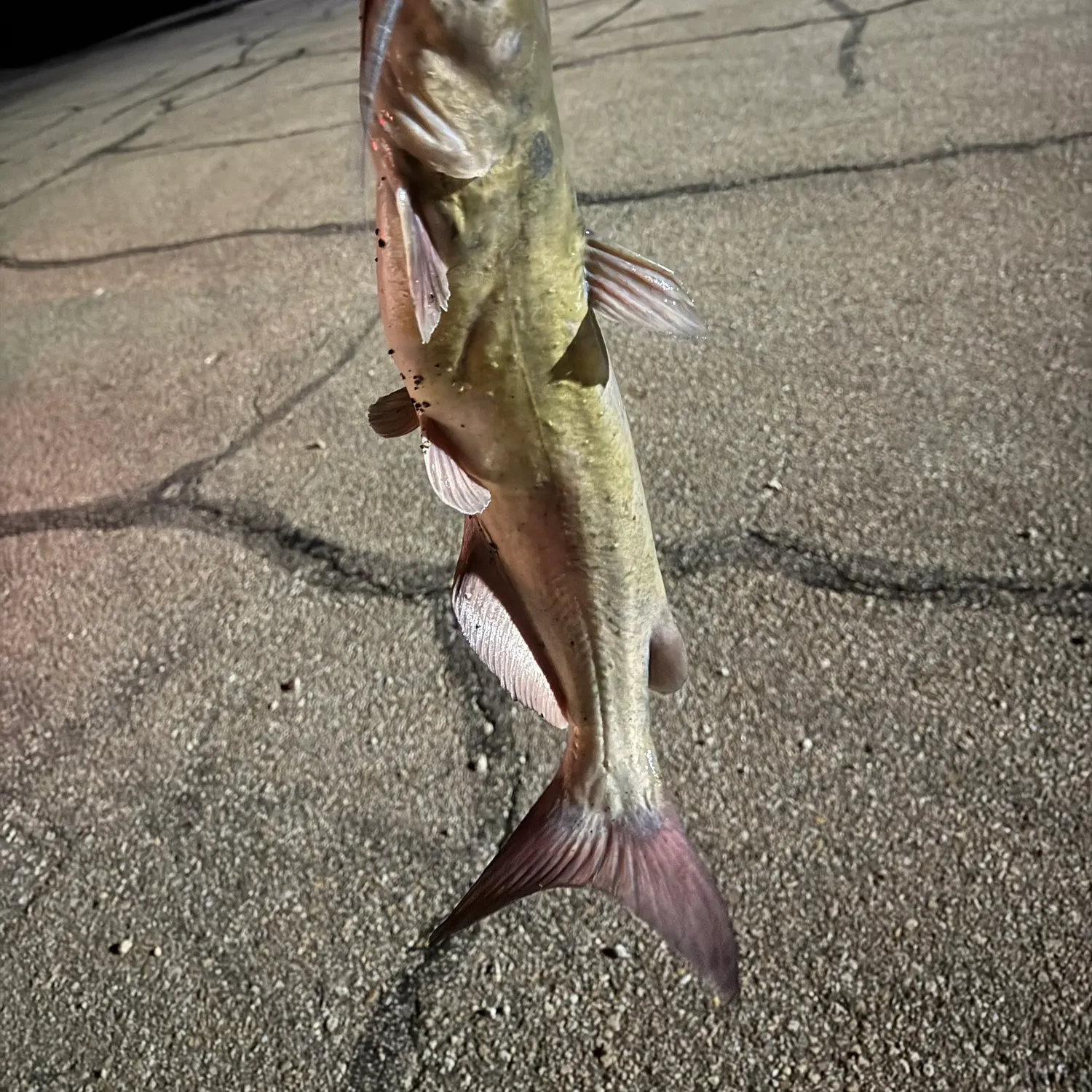 Channel catfish caught on Fishbrain