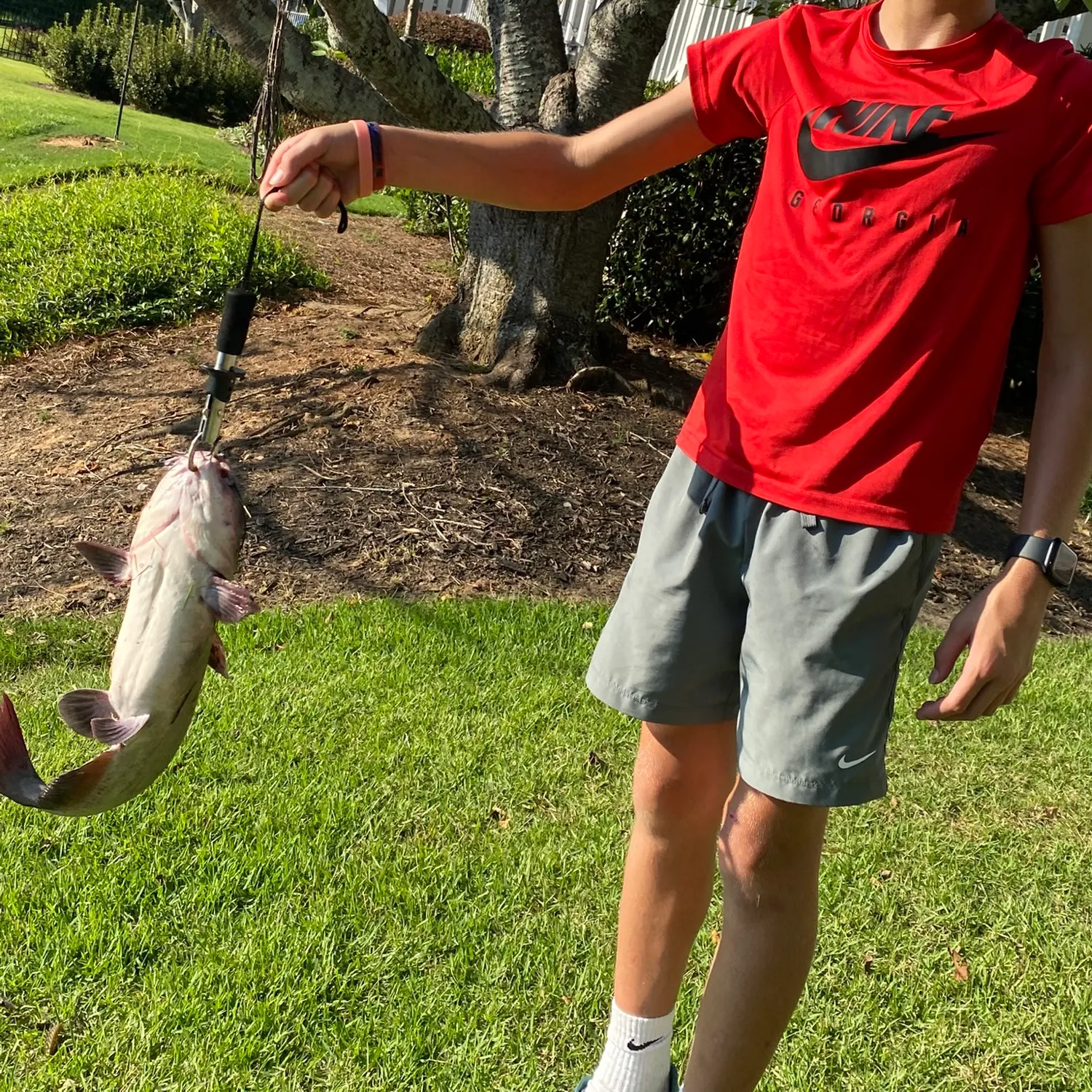 Channel catfish caught on Fishbrain
