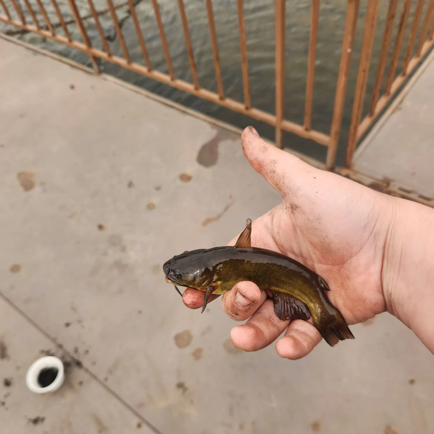 Yellow bullhead caught on Fishbrain