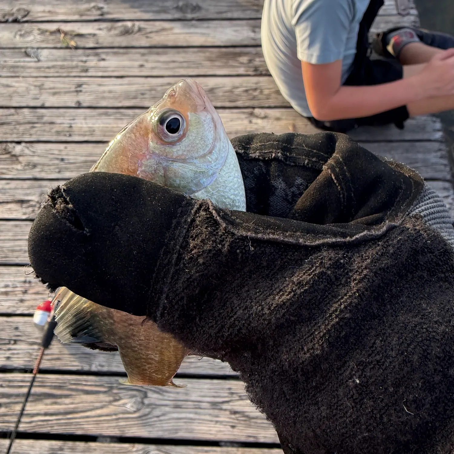 Bluegill caught on Fishbrain