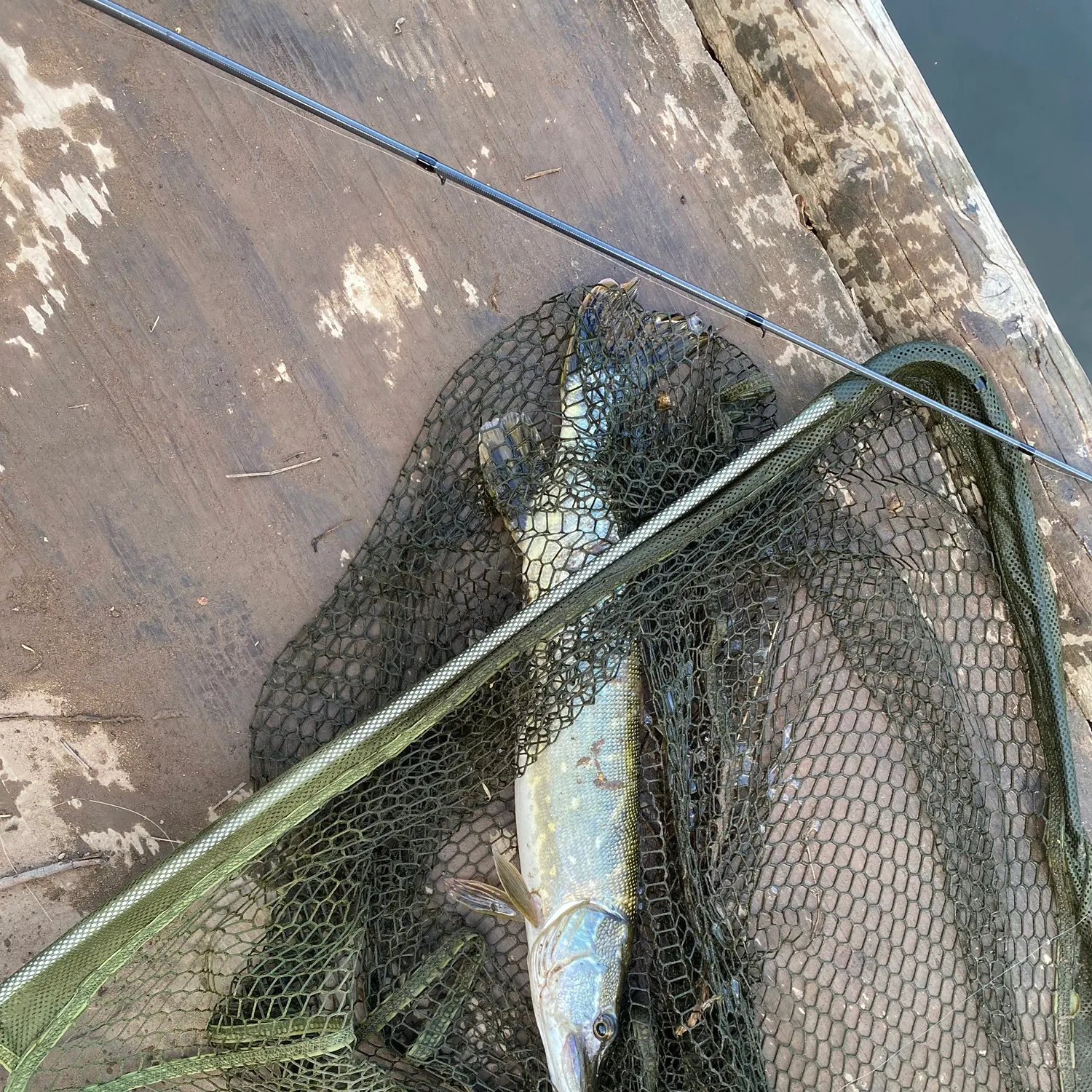 Northern pike caught on Fishbrain