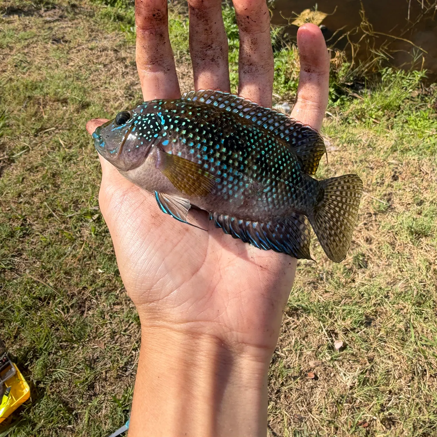 The most recent Jack Dempsey cichlid catches on Fishbrain
