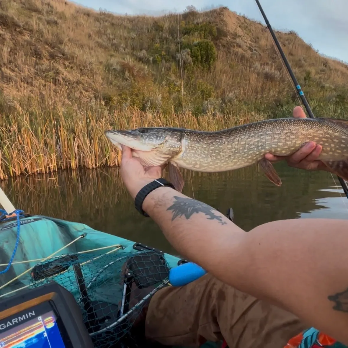 Northern pike caught on Fishbrain