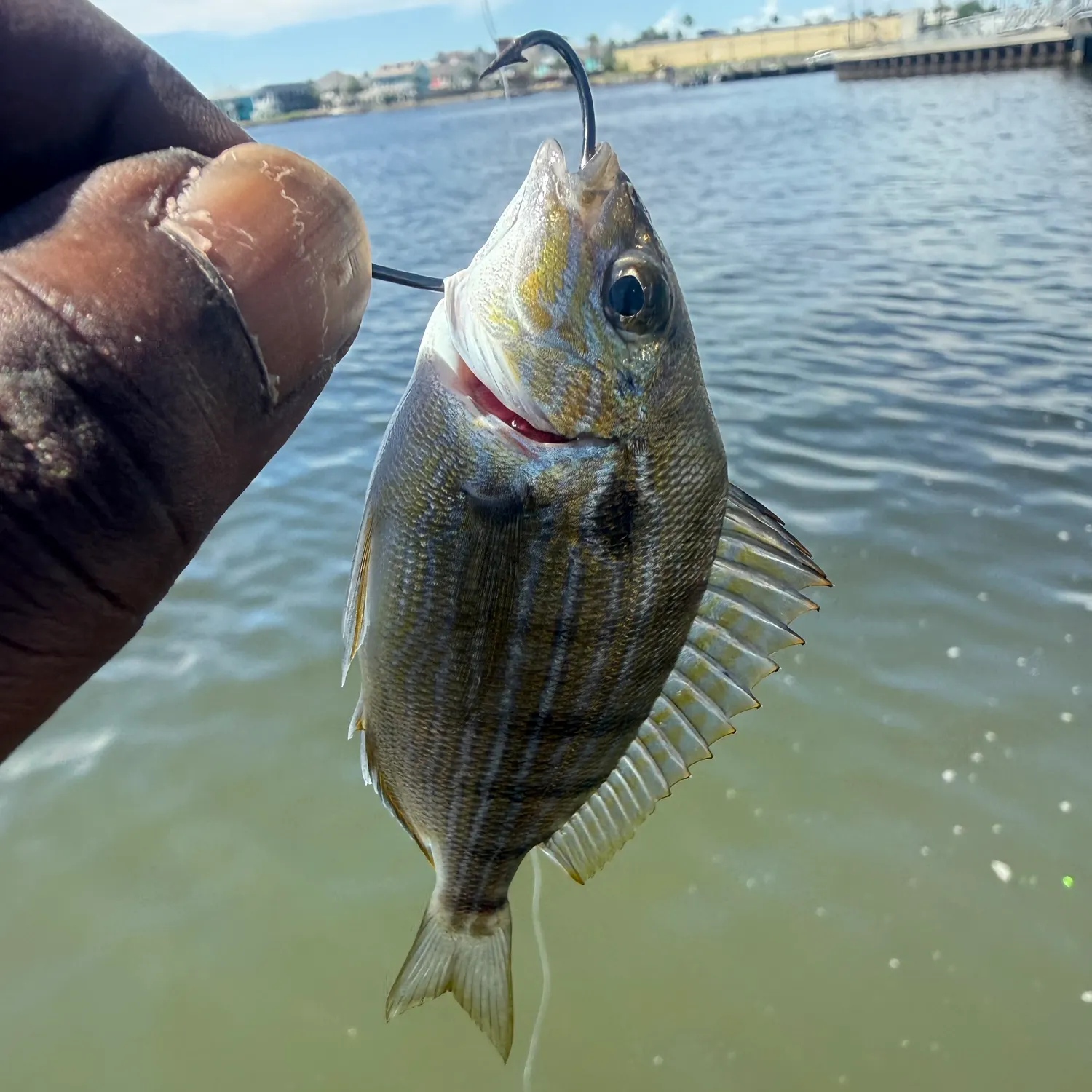 Pinfish caught on Fishbrain