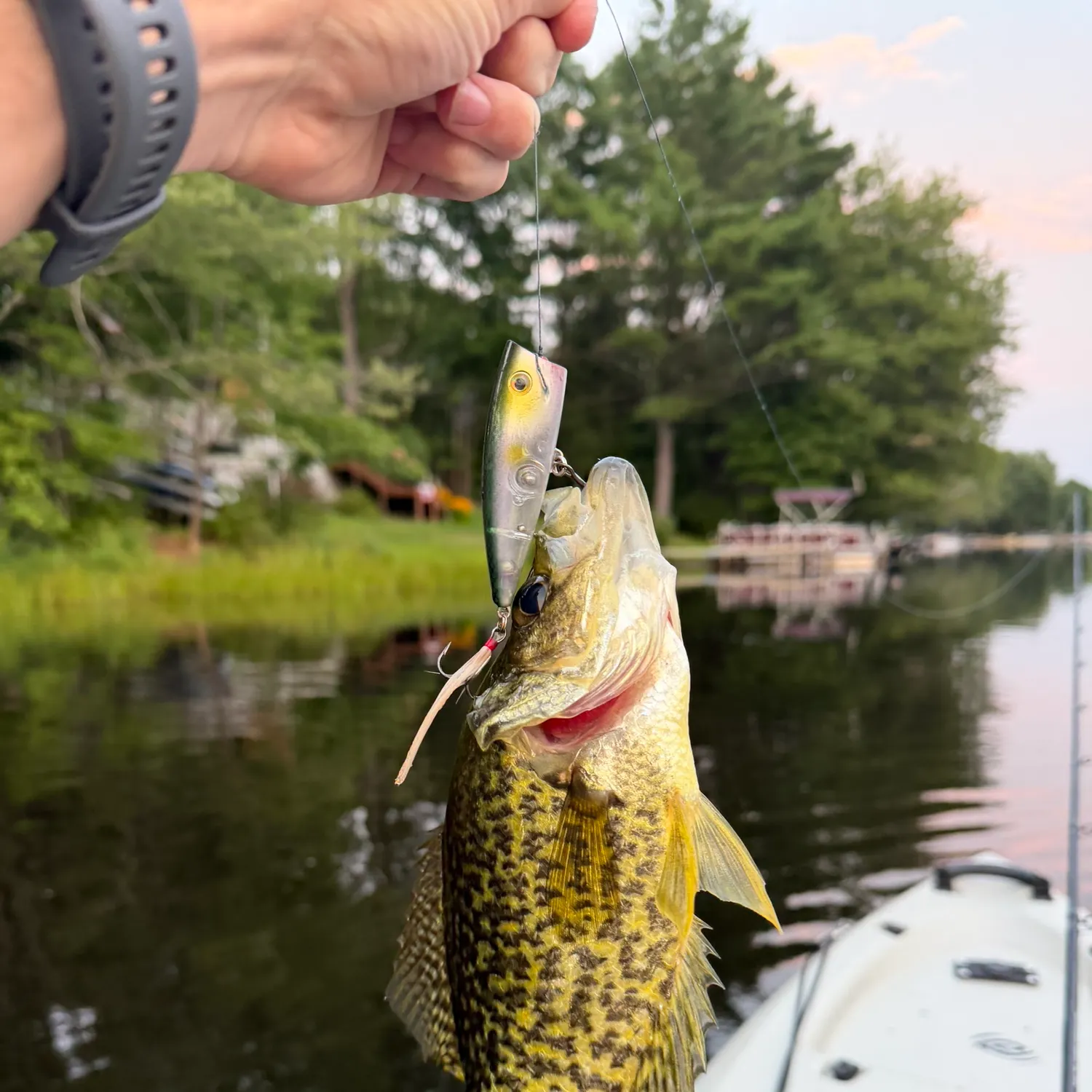 recently logged catches