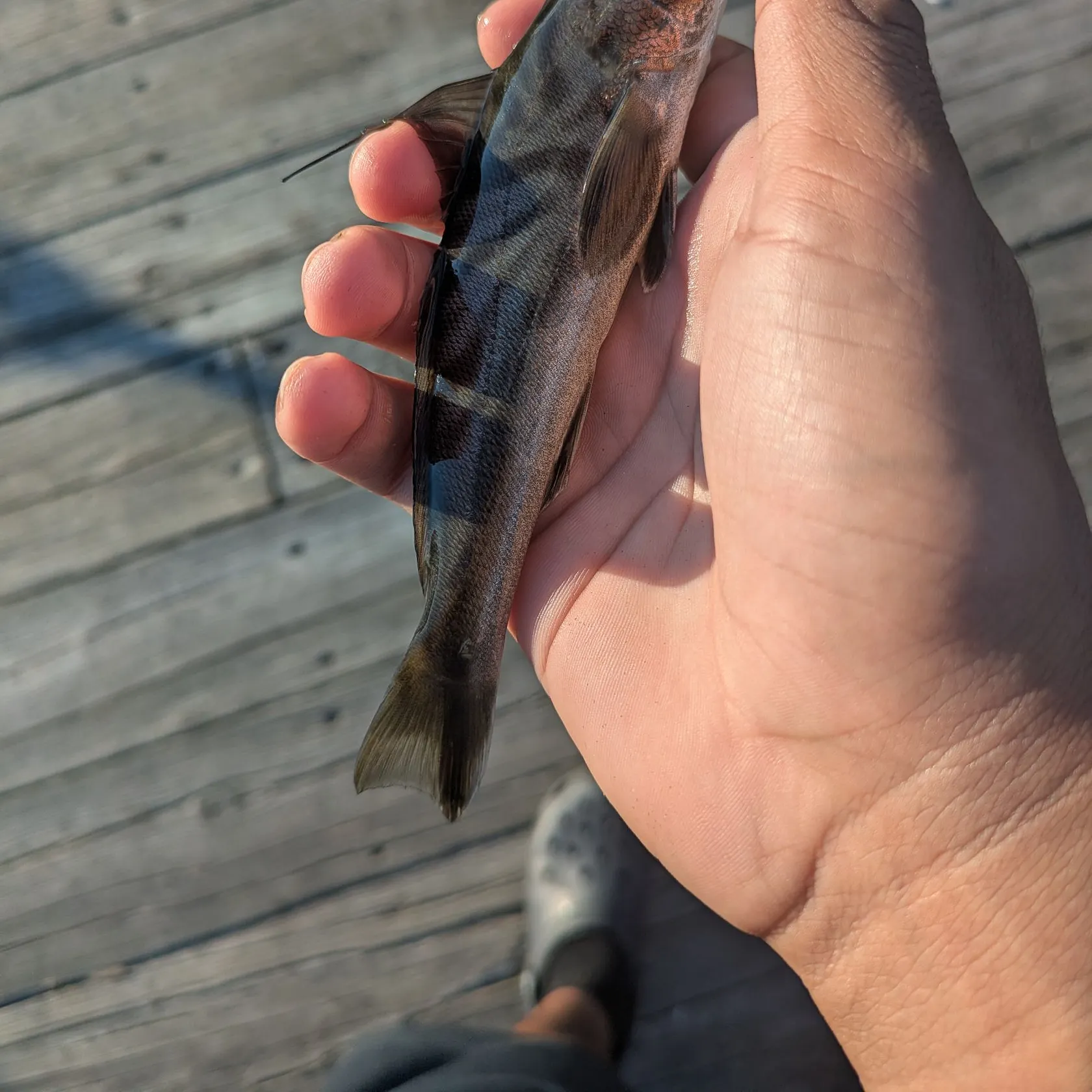 Northern kingcroaker caught on Fishbrain