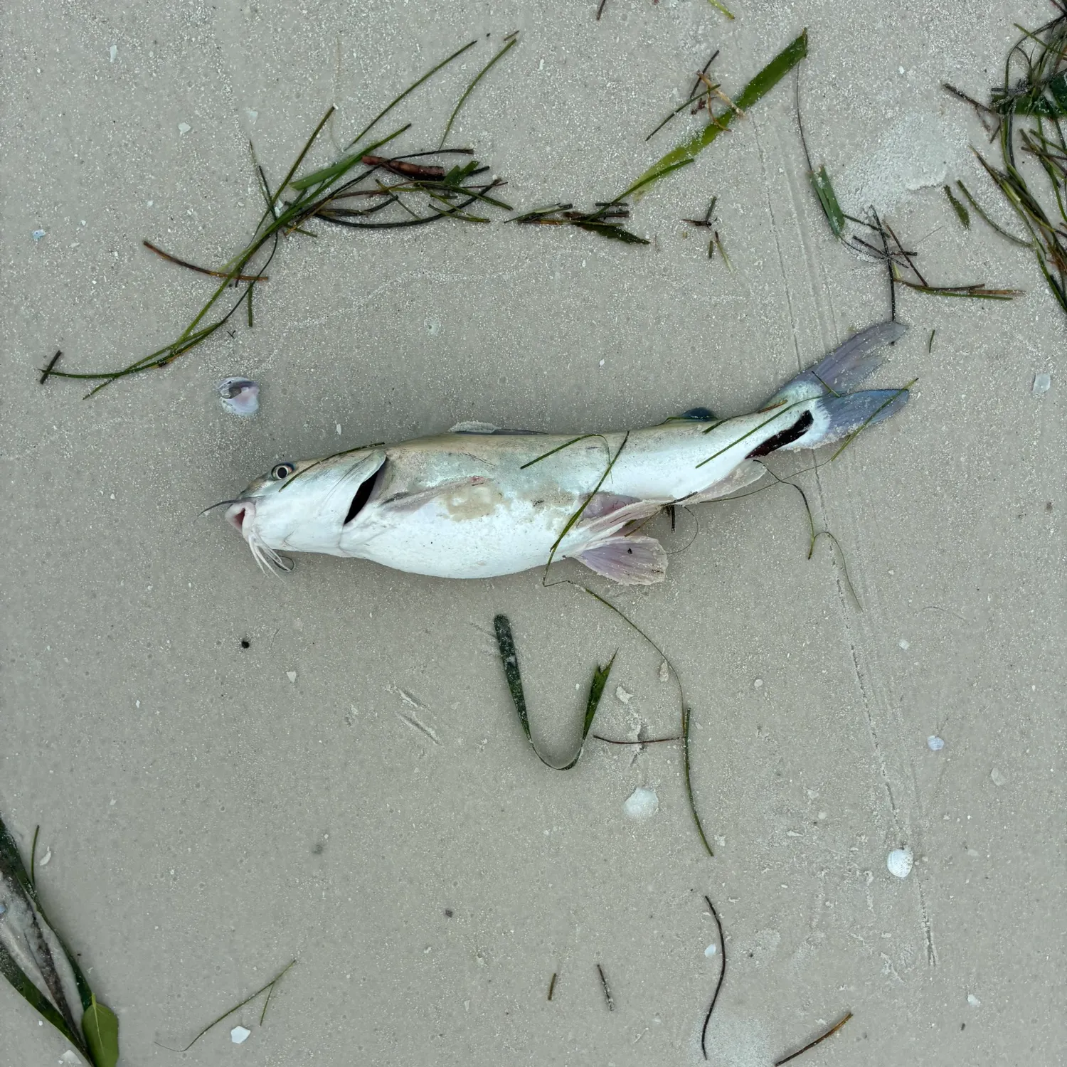 The most recent Hardhead sea catfish catches on Fishbrain