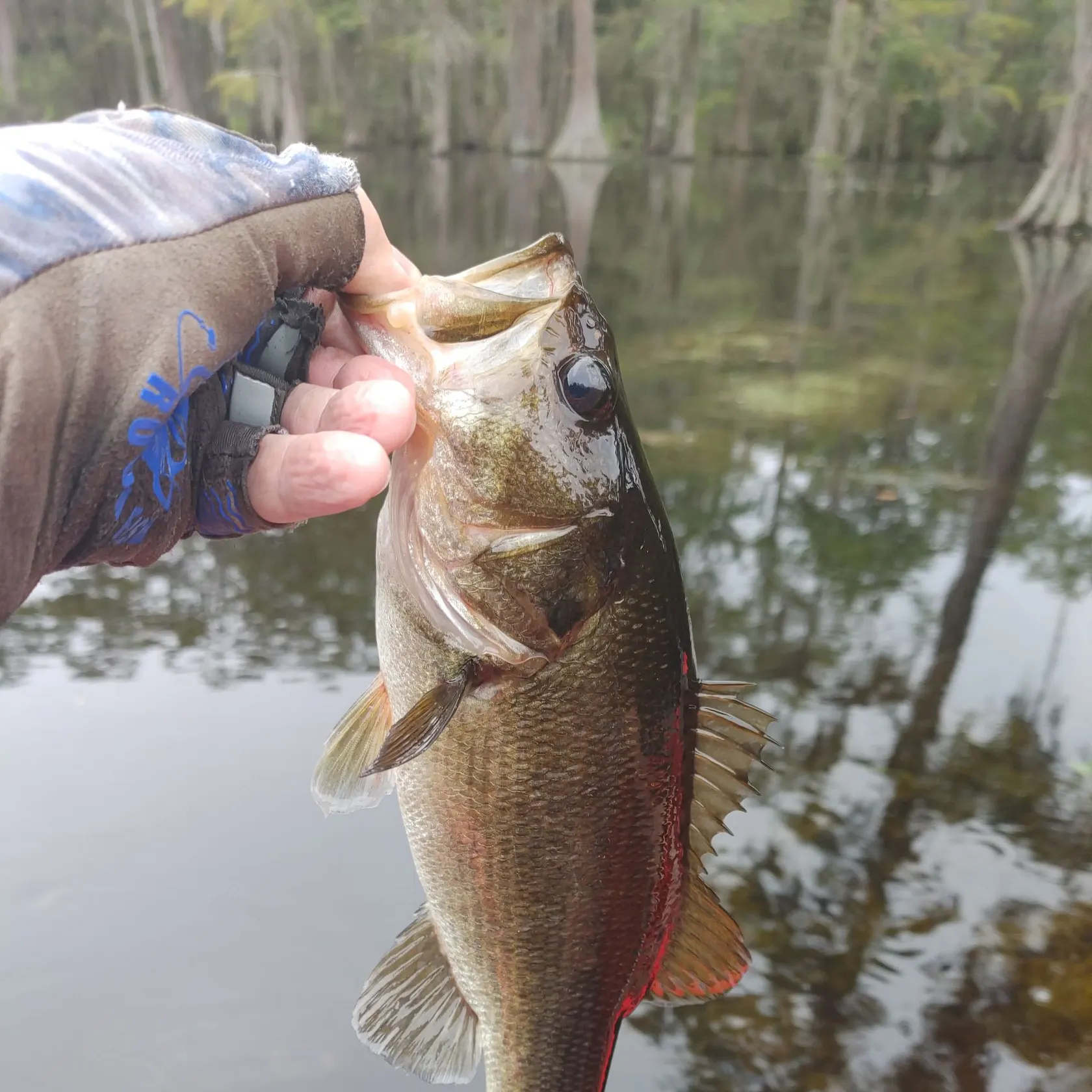 Largemouth bass caught on Fishbrain